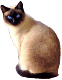 siamese cat