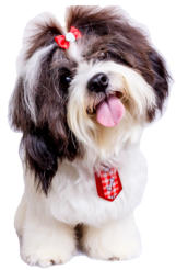 cute scruffy dog